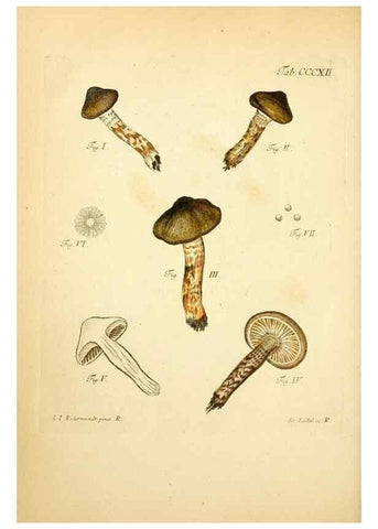 Reproducción/Reproduction 10315523866: Fungorum qui in Bavaria et Palatinatu circa Ratisbonam nascuntur icones, nativis coloribus expressae.. Erlangae,Apud J.J. Palmium,1800.