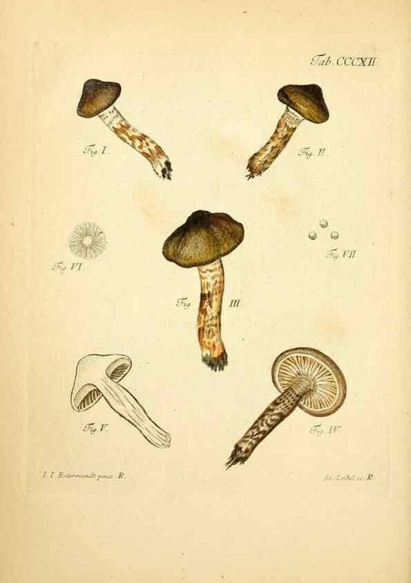 Reproducción/Reproduction 10315523866: Fungorum qui in Bavaria et Palatinatu circa Ratisbonam nascuntur icones, nativis coloribus expressae.. Erlangae,Apud J.J. Palmium,1800.