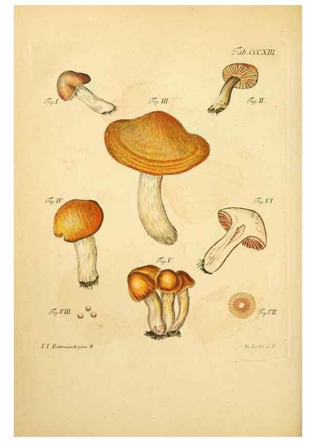 Reproducción/Reproduction 10315528876: Fungorum qui in Bavaria et Palatinatu circa Ratisbonam nascuntur icones, nativis coloribus expressae.. Erlangae,Apud J.J. Palmium,1800.