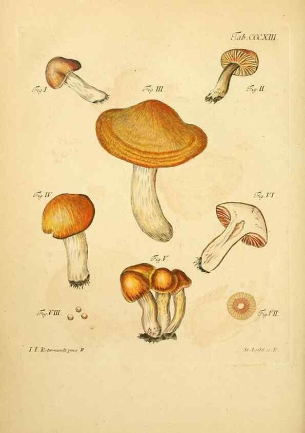Reproducción/Reproduction 10315528876: Fungorum qui in Bavaria et Palatinatu circa Ratisbonam nascuntur icones, nativis coloribus expressae.. Erlangae,Apud J.J. Palmium,1800.