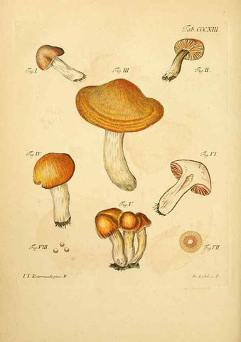 Reproducción/Reproduction 10315528876: Fungorum qui in Bavaria et Palatinatu circa Ratisbonam nascuntur icones, nativis coloribus expressae.. Erlangae,Apud J.J. Palmium,1800.