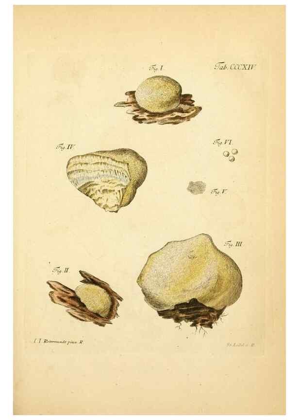 Reproducción/Reproduction 10315532866: Fungorum qui in Bavaria et Palatinatu circa Ratisbonam nascuntur icones, nativis coloribus expressae.. Erlangae,Apud J.J. Palmium,1800.