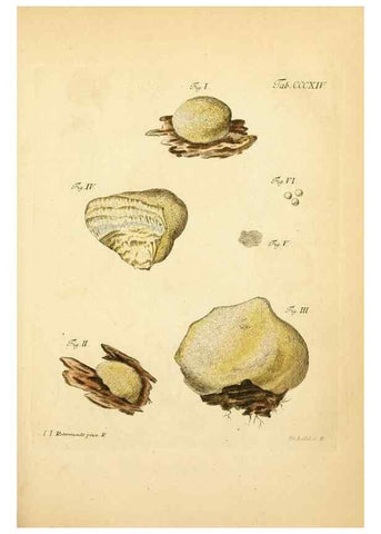 Reproducción/Reproduction 10315532866: Fungorum qui in Bavaria et Palatinatu circa Ratisbonam nascuntur icones, nativis coloribus expressae.. Erlangae,Apud J.J. Palmium,1800.