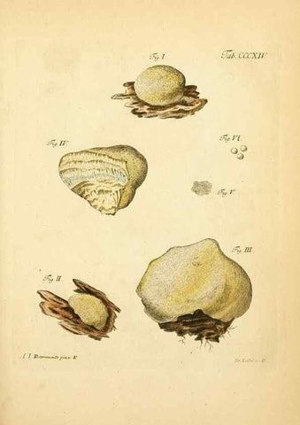 Reproducción/Reproduction 10315532866: Fungorum qui in Bavaria et Palatinatu circa Ratisbonam nascuntur icones, nativis coloribus expressae.. Erlangae,Apud J.J. Palmium,1800.