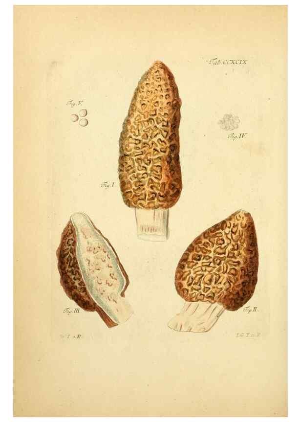 Reproducción/Reproduction 10315438145: Fungorum qui in Bavaria et Palatinatu circa Ratisbonam nascuntur icones, nativis coloribus expressae.. Erlangae,Apud J.J. Palmium,1800.