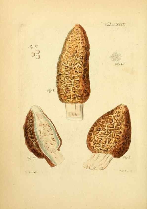 Reproducción/Reproduction 10315438145: Fungorum qui in Bavaria et Palatinatu circa Ratisbonam nascuntur icones, nativis coloribus expressae.. Erlangae,Apud J.J. Palmium,1800.