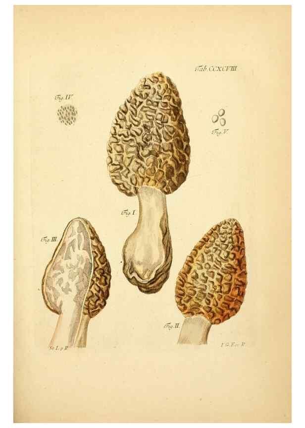 Reproducción/Reproduction 10315593843: Fungorum qui in Bavaria et Palatinatu circa Ratisbonam nascuntur icones, nativis coloribus expressae.. Erlangae,Apud J.J. Palmium,1800.