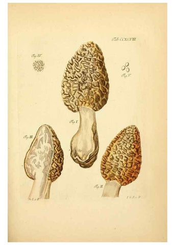 Reproducción/Reproduction 10315593843: Fungorum qui in Bavaria et Palatinatu circa Ratisbonam nascuntur icones, nativis coloribus expressae.. Erlangae,Apud J.J. Palmium,1800.