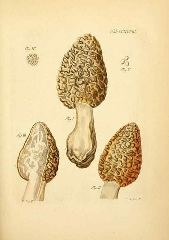 Reproducción/Reproduction 10315593843: Fungorum qui in Bavaria et Palatinatu circa Ratisbonam nascuntur icones, nativis coloribus expressae.. Erlangae,Apud J.J. Palmium,1800.