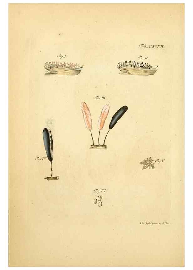 Reproducción/Reproduction 10315402744: Fungorum qui in Bavaria et Palatinatu circa Ratisbonam nascuntur icones, nativis coloribus expressae.. Erlangae,Apud J.J. Palmium,1800.