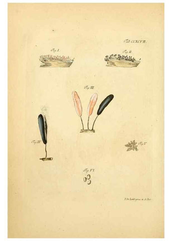 Reproducción/Reproduction 10315402744: Fungorum qui in Bavaria et Palatinatu circa Ratisbonam nascuntur icones, nativis coloribus expressae.. Erlangae,Apud J.J. Palmium,1800.