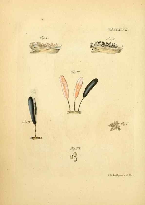 Reproducción/Reproduction 10315402744: Fungorum qui in Bavaria et Palatinatu circa Ratisbonam nascuntur icones, nativis coloribus expressae.. Erlangae,Apud J.J. Palmium,1800.