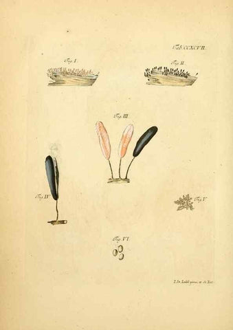 Reproducción/Reproduction 10315402744: Fungorum qui in Bavaria et Palatinatu circa Ratisbonam nascuntur icones, nativis coloribus expressae.. Erlangae,Apud J.J. Palmium,1800.