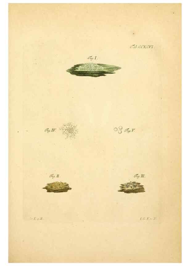 Reproducción/Reproduction 10315446956: Fungorum qui in Bavaria et Palatinatu circa Ratisbonam nascuntur icones, nativis coloribus expressae.. Erlangae,Apud J.J. Palmium,1800.