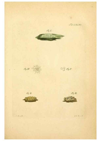 Reproducción/Reproduction 10315446956: Fungorum qui in Bavaria et Palatinatu circa Ratisbonam nascuntur icones, nativis coloribus expressae.. Erlangae,Apud J.J. Palmium,1800.