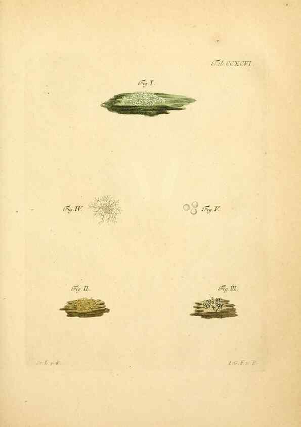 Reproducción/Reproduction 10315446956: Fungorum qui in Bavaria et Palatinatu circa Ratisbonam nascuntur icones, nativis coloribus expressae.. Erlangae,Apud J.J. Palmium,1800.