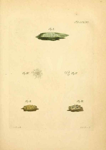 Reproducción/Reproduction 10315446956: Fungorum qui in Bavaria et Palatinatu circa Ratisbonam nascuntur icones, nativis coloribus expressae.. Erlangae,Apud J.J. Palmium,1800.