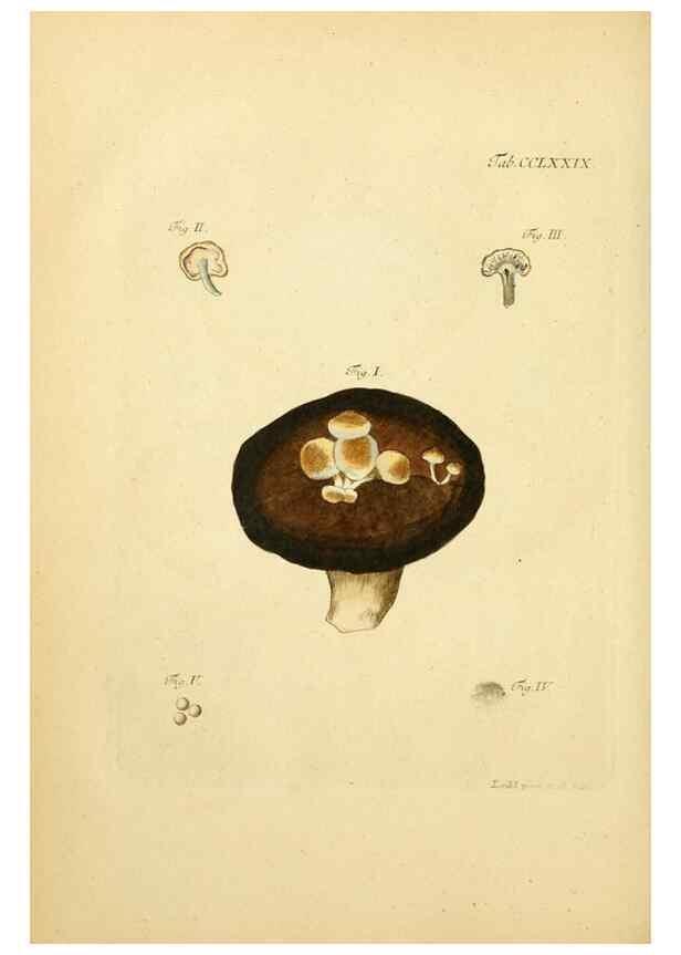 Reproducción/Reproduction 10315323114: Fungorum qui in Bavaria et Palatinatu circa Ratisbonam nascuntur icones, nativis coloribus expressae.. Erlangae,Apud J.J. Palmium,1800.