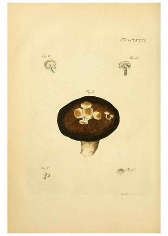 Reproducción/Reproduction 10315323114: Fungorum qui in Bavaria et Palatinatu circa Ratisbonam nascuntur icones, nativis coloribus expressae.. Erlangae,Apud J.J. Palmium,1800.