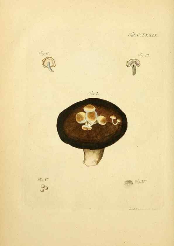 Reproducción/Reproduction 10315323114: Fungorum qui in Bavaria et Palatinatu circa Ratisbonam nascuntur icones, nativis coloribus expressae.. Erlangae,Apud J.J. Palmium,1800.