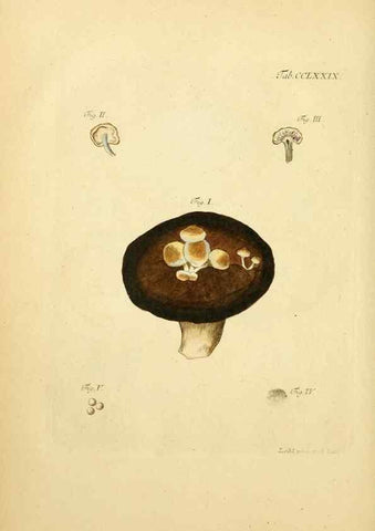Reproducción/Reproduction 10315323114: Fungorum qui in Bavaria et Palatinatu circa Ratisbonam nascuntur icones, nativis coloribus expressae.. Erlangae,Apud J.J. Palmium,1800.