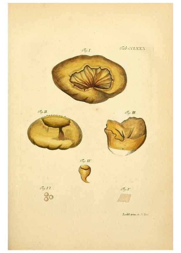 Reproducción/Reproduction 10315515623: Fungorum qui in Bavaria et Palatinatu circa Ratisbonam nascuntur icones, nativis coloribus expressae.. Erlangae,Apud J.J. Palmium,1800.