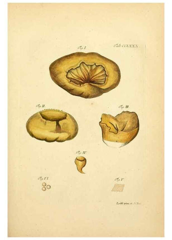 Reproducción/Reproduction 10315515623: Fungorum qui in Bavaria et Palatinatu circa Ratisbonam nascuntur icones, nativis coloribus expressae.. Erlangae,Apud J.J. Palmium,1800.
