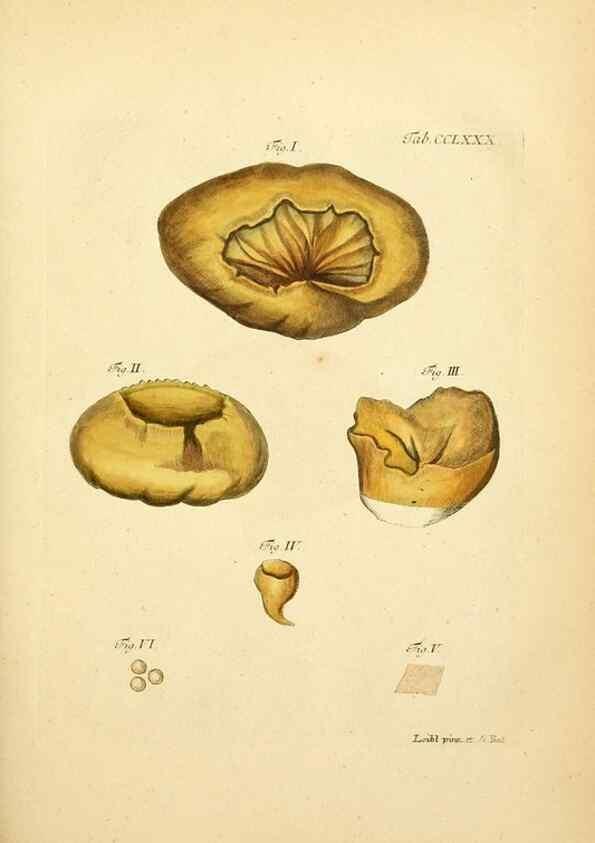 Reproducción/Reproduction 10315515623: Fungorum qui in Bavaria et Palatinatu circa Ratisbonam nascuntur icones, nativis coloribus expressae.. Erlangae,Apud J.J. Palmium,1800.
