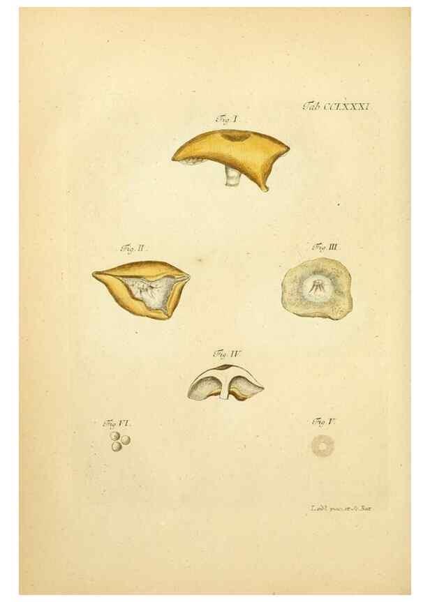 Reproducción/Reproduction 10315380976: Fungorum qui in Bavaria et Palatinatu circa Ratisbonam nascuntur icones, nativis coloribus expressae.. Erlangae,Apud J.J. Palmium,1800.