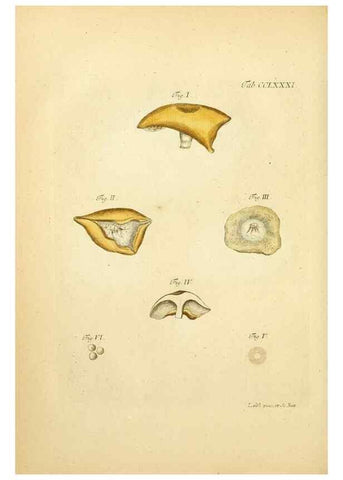 Reproducción/Reproduction 10315380976: Fungorum qui in Bavaria et Palatinatu circa Ratisbonam nascuntur icones, nativis coloribus expressae.. Erlangae,Apud J.J. Palmium,1800.
