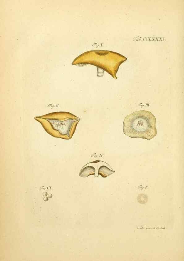 Reproducción/Reproduction 10315380976: Fungorum qui in Bavaria et Palatinatu circa Ratisbonam nascuntur icones, nativis coloribus expressae.. Erlangae,Apud J.J. Palmium,1800.