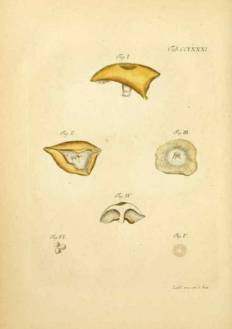 Reproducción/Reproduction 10315380976: Fungorum qui in Bavaria et Palatinatu circa Ratisbonam nascuntur icones, nativis coloribus expressae.. Erlangae,Apud J.J. Palmium,1800.
