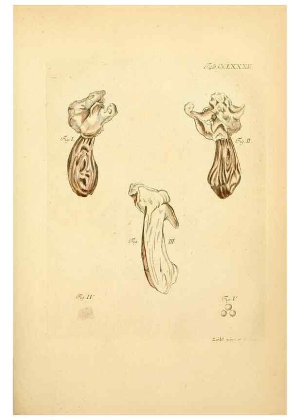 Reproducción/Reproduction 10315334984: Fungorum qui in Bavaria et Palatinatu circa Ratisbonam nascuntur icones, nativis coloribus expressae.. Erlangae,Apud J.J. Palmium,1800.
