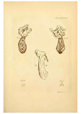 Reproducción/Reproduction 10315334984: Fungorum qui in Bavaria et Palatinatu circa Ratisbonam nascuntur icones, nativis coloribus expressae.. Erlangae,Apud J.J. Palmium,1800.