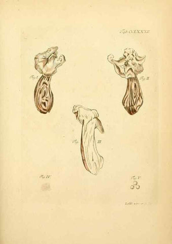 Reproducción/Reproduction 10315334984: Fungorum qui in Bavaria et Palatinatu circa Ratisbonam nascuntur icones, nativis coloribus expressae.. Erlangae,Apud J.J. Palmium,1800.