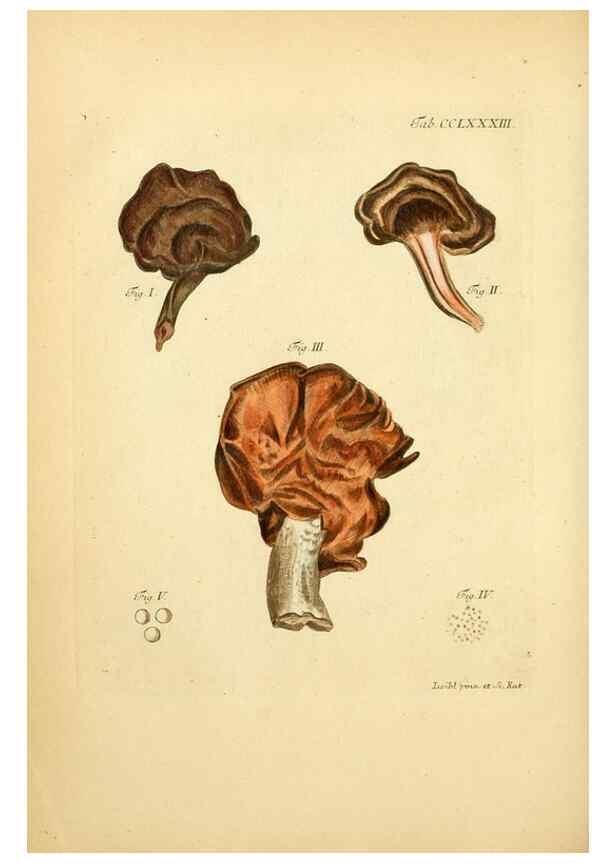 Reproducción/Reproduction 10315339494: Fungorum qui in Bavaria et Palatinatu circa Ratisbonam nascuntur icones, nativis coloribus expressae.. Erlangae,Apud J.J. Palmium,1800.
