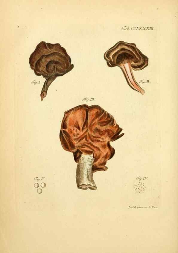 Reproducción/Reproduction 10315339494: Fungorum qui in Bavaria et Palatinatu circa Ratisbonam nascuntur icones, nativis coloribus expressae.. Erlangae,Apud J.J. Palmium,1800.