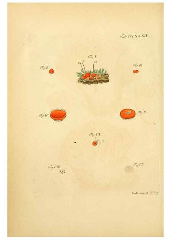 Reproducción/Reproduction 10315530613: Fungorum qui in Bavaria et Palatinatu circa Ratisbonam nascuntur icones, nativis coloribus expressae.. Erlangae,Apud J.J. Palmium,1800.