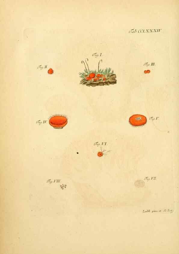 Reproducción/Reproduction 10315530613: Fungorum qui in Bavaria et Palatinatu circa Ratisbonam nascuntur icones, nativis coloribus expressae.. Erlangae,Apud J.J. Palmium,1800.