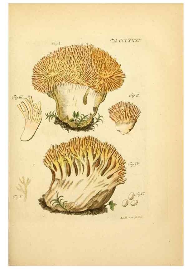 Reproducción/Reproduction 10315397846: Fungorum qui in Bavaria et Palatinatu circa Ratisbonam nascuntur icones, nativis coloribus expressae.. Erlangae,Apud J.J. Palmium,1800.