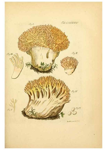 Reproducción/Reproduction 10315397846: Fungorum qui in Bavaria et Palatinatu circa Ratisbonam nascuntur icones, nativis coloribus expressae.. Erlangae,Apud J.J. Palmium,1800.