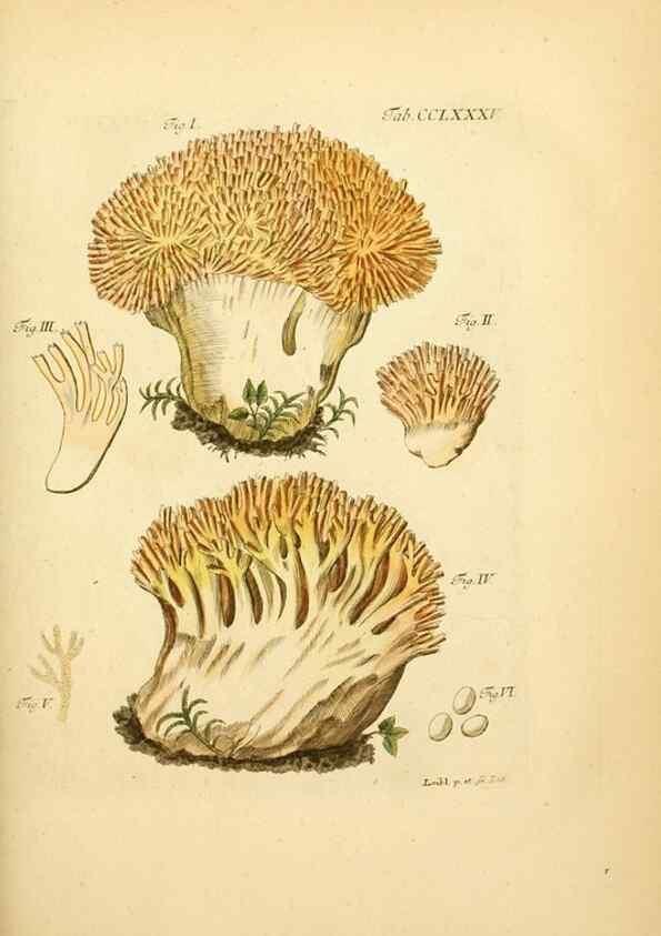 Reproducción/Reproduction 10315397846: Fungorum qui in Bavaria et Palatinatu circa Ratisbonam nascuntur icones, nativis coloribus expressae.. Erlangae,Apud J.J. Palmium,1800.