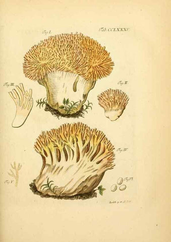 Reproducción/Reproduction 10315397846: Fungorum qui in Bavaria et Palatinatu circa Ratisbonam nascuntur icones, nativis coloribus expressae.. Erlangae,Apud J.J. Palmium,1800.
