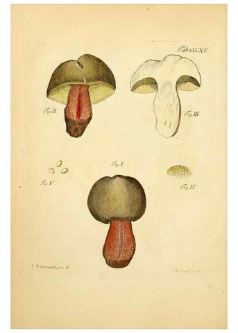 Reproducción/Reproduction 10315538276: Fungorum qui in Bavaria et Palatinatu circa Ratisbonam nascuntur icones, nativis coloribus expressae.. Erlangae,Apud J.J. Palmium,1800.