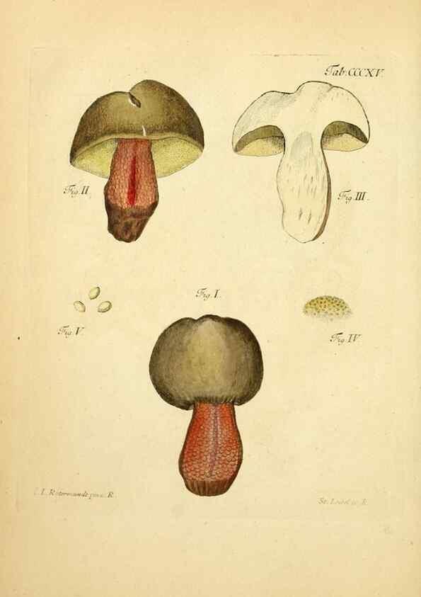 Reproducción/Reproduction 10315538276: Fungorum qui in Bavaria et Palatinatu circa Ratisbonam nascuntur icones, nativis coloribus expressae.. Erlangae,Apud J.J. Palmium,1800.