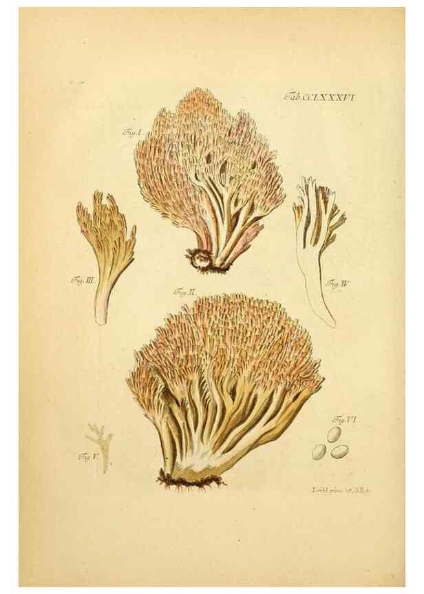 Reproducción/Reproduction 10315379275: Fungorum qui in Bavaria et Palatinatu circa Ratisbonam nascuntur icones, nativis coloribus expressae.. Erlangae,Apud J.J. Palmium,1800.