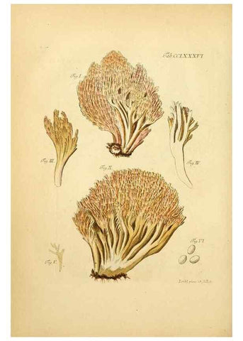 Reproducción/Reproduction 10315379275: Fungorum qui in Bavaria et Palatinatu circa Ratisbonam nascuntur icones, nativis coloribus expressae.. Erlangae,Apud J.J. Palmium,1800.