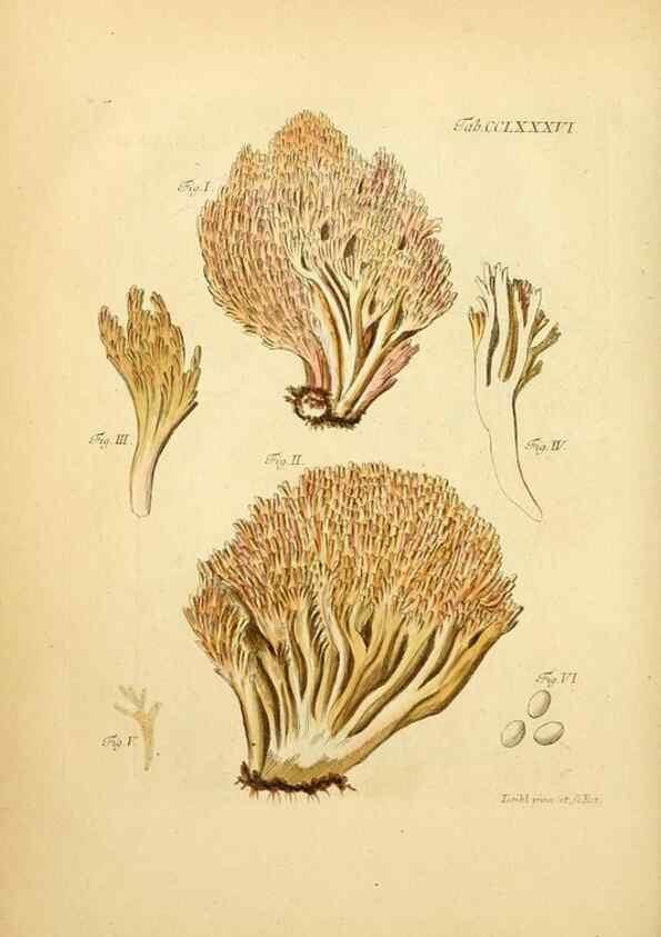 Reproducción/Reproduction 10315379275: Fungorum qui in Bavaria et Palatinatu circa Ratisbonam nascuntur icones, nativis coloribus expressae.. Erlangae,Apud J.J. Palmium,1800.