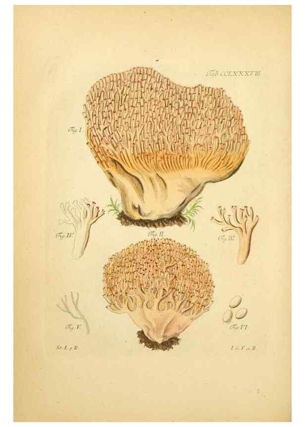 Reproducción/Reproduction 10315549983: Fungorum qui in Bavaria et Palatinatu circa Ratisbonam nascuntur icones, nativis coloribus expressae.. Erlangae,Apud J.J. Palmium,1800.