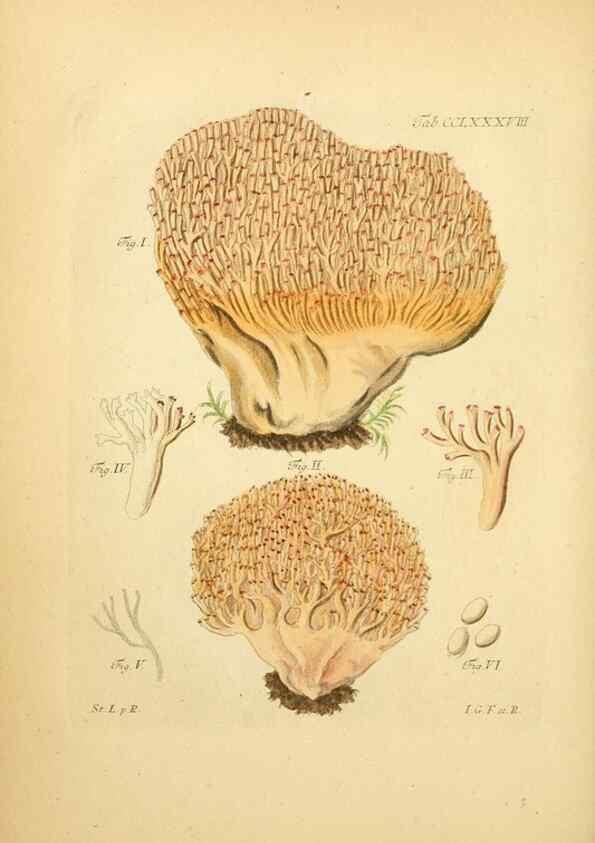 Reproducción/Reproduction 10315549983: Fungorum qui in Bavaria et Palatinatu circa Ratisbonam nascuntur icones, nativis coloribus expressae.. Erlangae,Apud J.J. Palmium,1800.